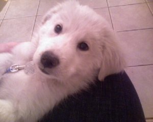 Welcome Home, Gracie!