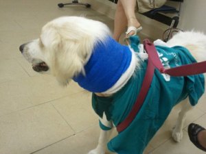 Recovering from Surgery after a Vicious Dog Attack--Thank God for Protecting Her and Keeping Her Personality So Sweet!