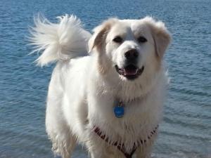 Swimming in Long Island Sound