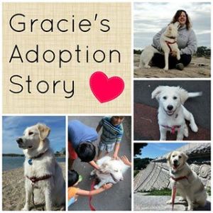 Today, North Shore Animal League Featured Gracie's Adoption Story on their Facebook Page. It's a testimony of God'S work through our partnership and is an answer to our prayer that God would make His name famous through our lives. In only 2 hours, that testimony is approaching almost 2,000 likes! What an incredible blessing!