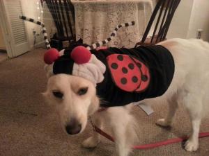 Humiliated on Halloween!